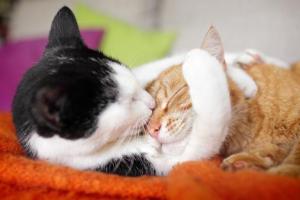 Гормоны для кошек: за и против Гормональные препараты для котов