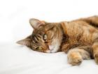 Рвота у кошки: выясняем причину проблему, лечение, профилактика