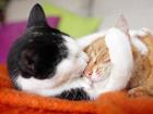 Гормоны для кошек: за и против Гормональные препараты для котов