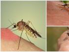 Зачем комары пьют человеческую кровь