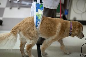 Симптомы и лечение болезней лап и суставов у собак